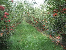 In the apple orchard