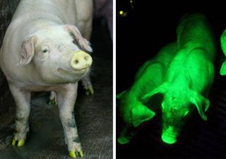 [green+pig]