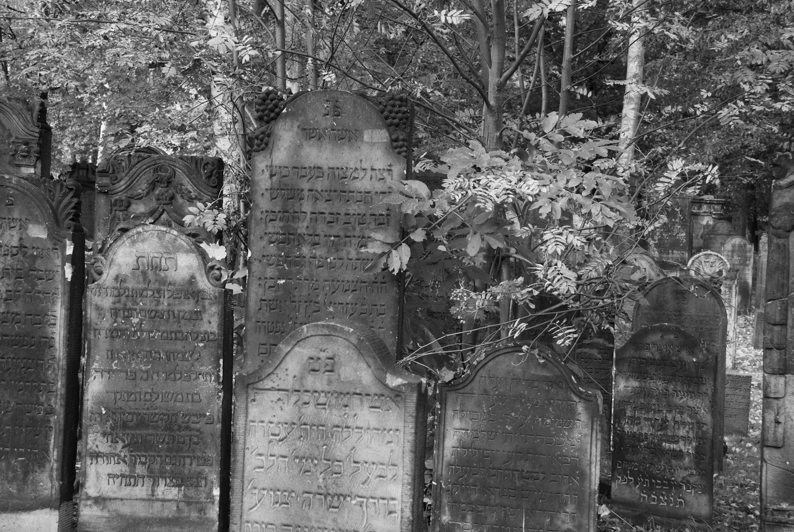 Jüdischer Friedhof in HamburgAltona AltonaFriedhof