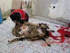 Lamb Sacrifice , click for more photos of Aid Al-Kabir