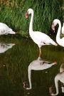 CLICK for more lesser flamingo