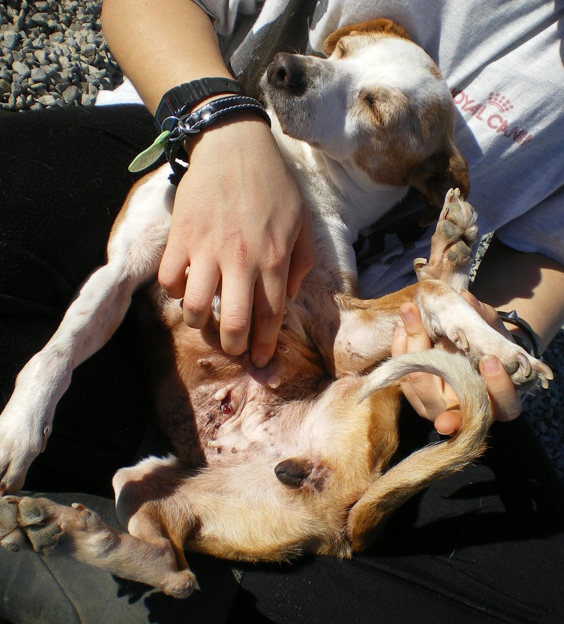 [Kitty+al+sol.JPG]