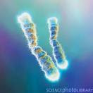 cromosomas