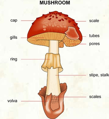 Thallus Of Fungi