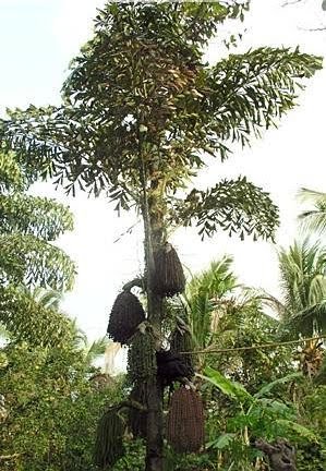 Fishtail Palm Fishtail Palm