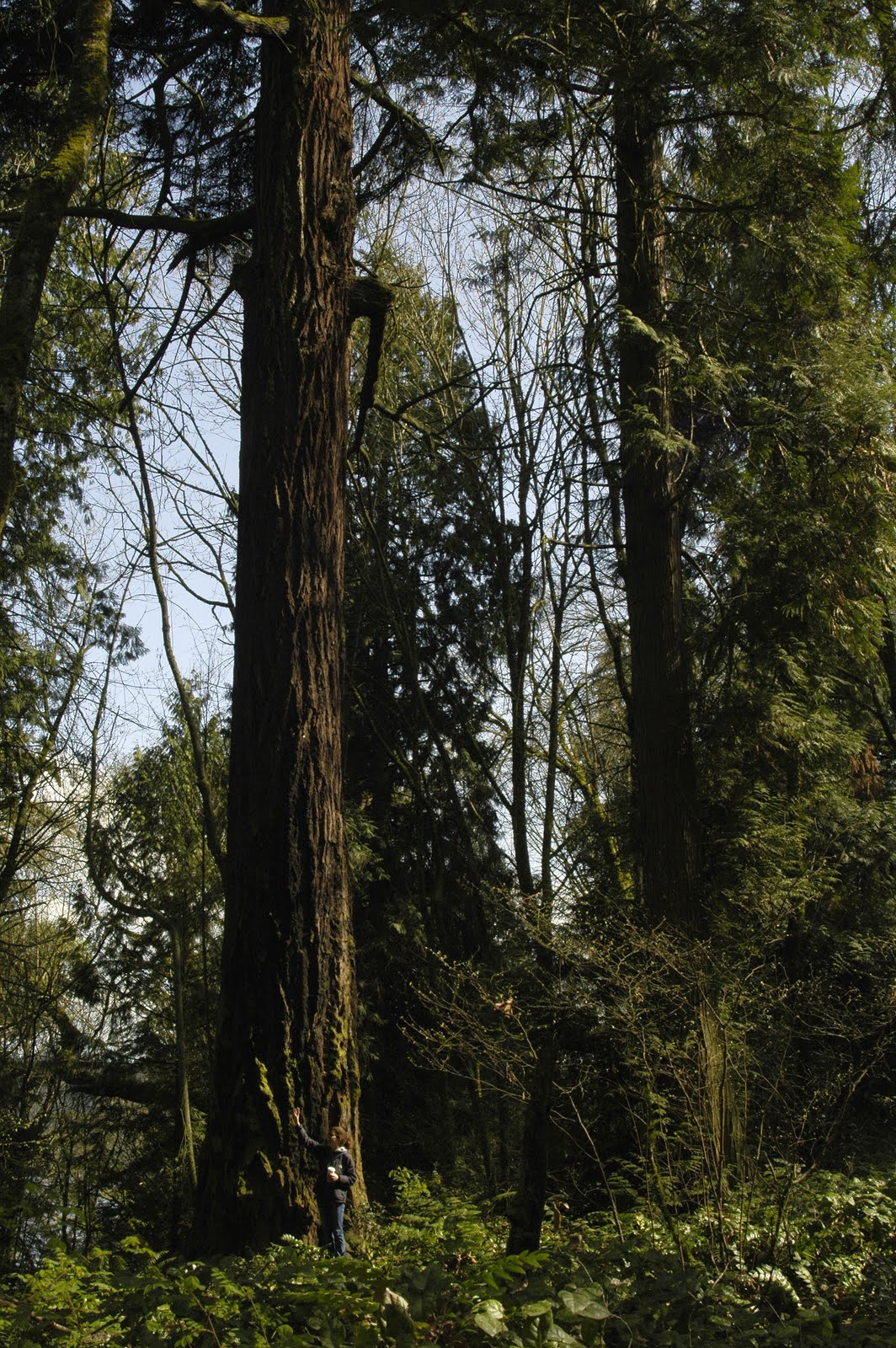 Seattle's Biggest Trees you're in a city at Schmitz Preserve