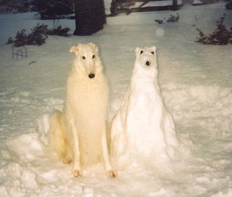 Sunday Funny: Borzoi Snow Dogs