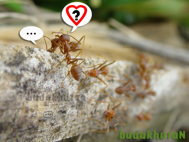 [budakhutan-v-6.jpg]