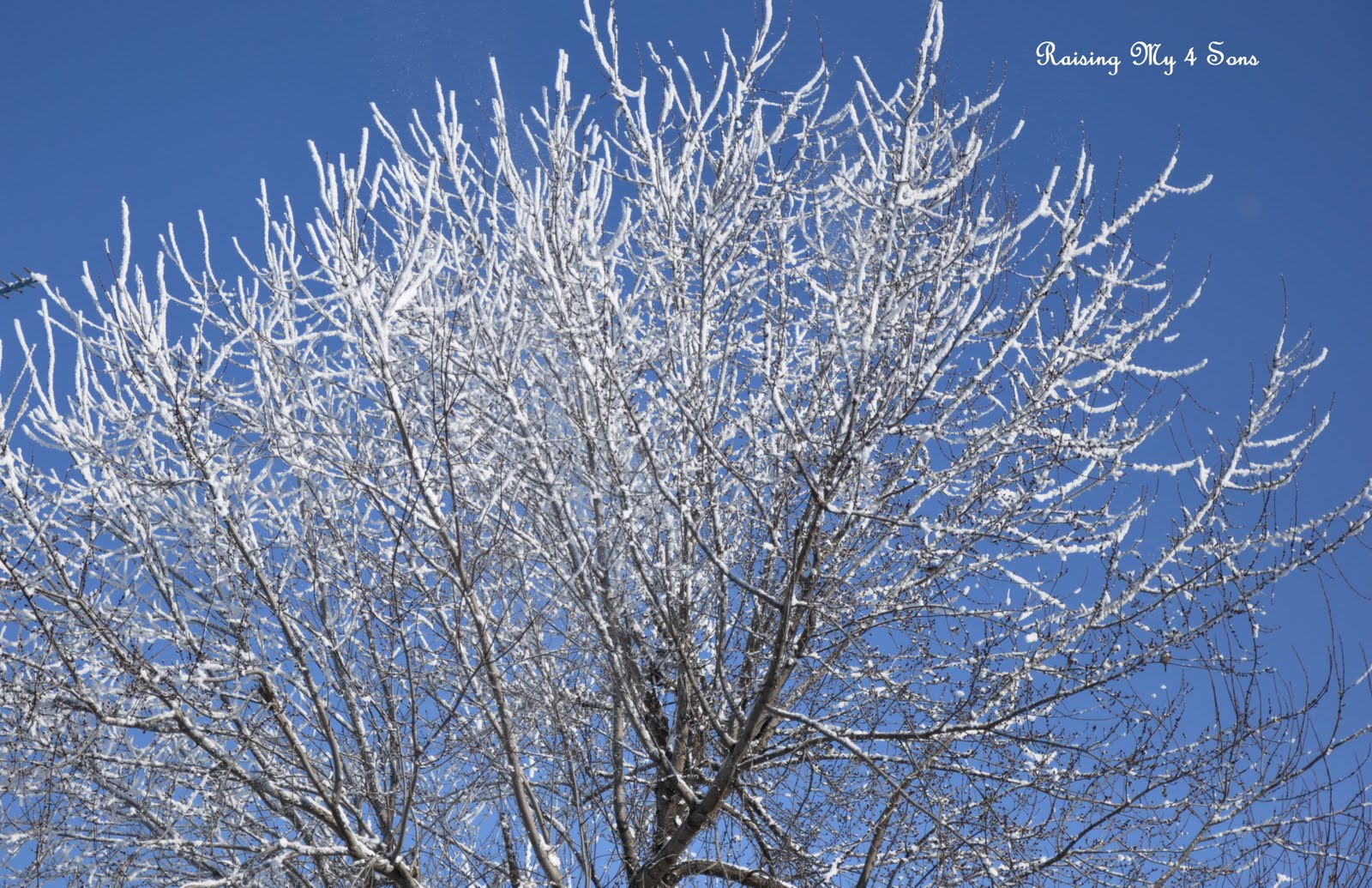 [another+tree+top-blog.jpg]