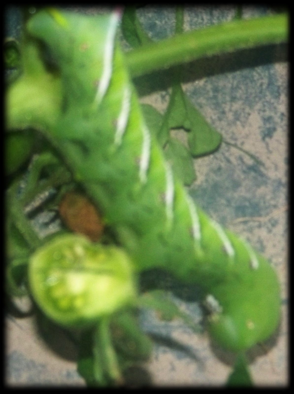 [tomato+bug.JPG]