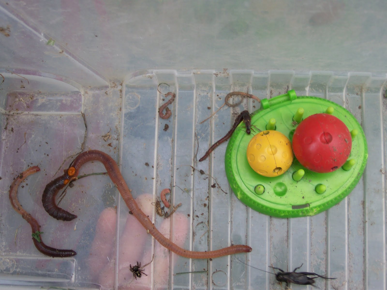 [bucket+of+bugs.JPG]