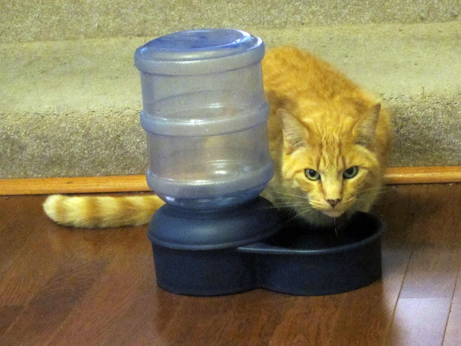 Cat Balances On Edge Of Litter Box Cat Balances On Edge Of Litter Box