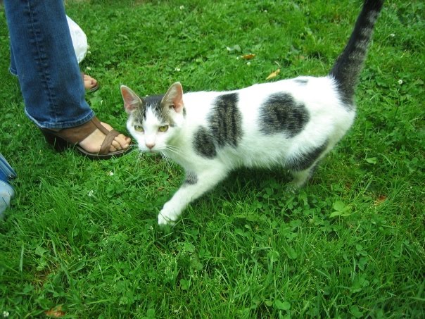 year old neutered male cat neutered male cat. year old neutered male cat