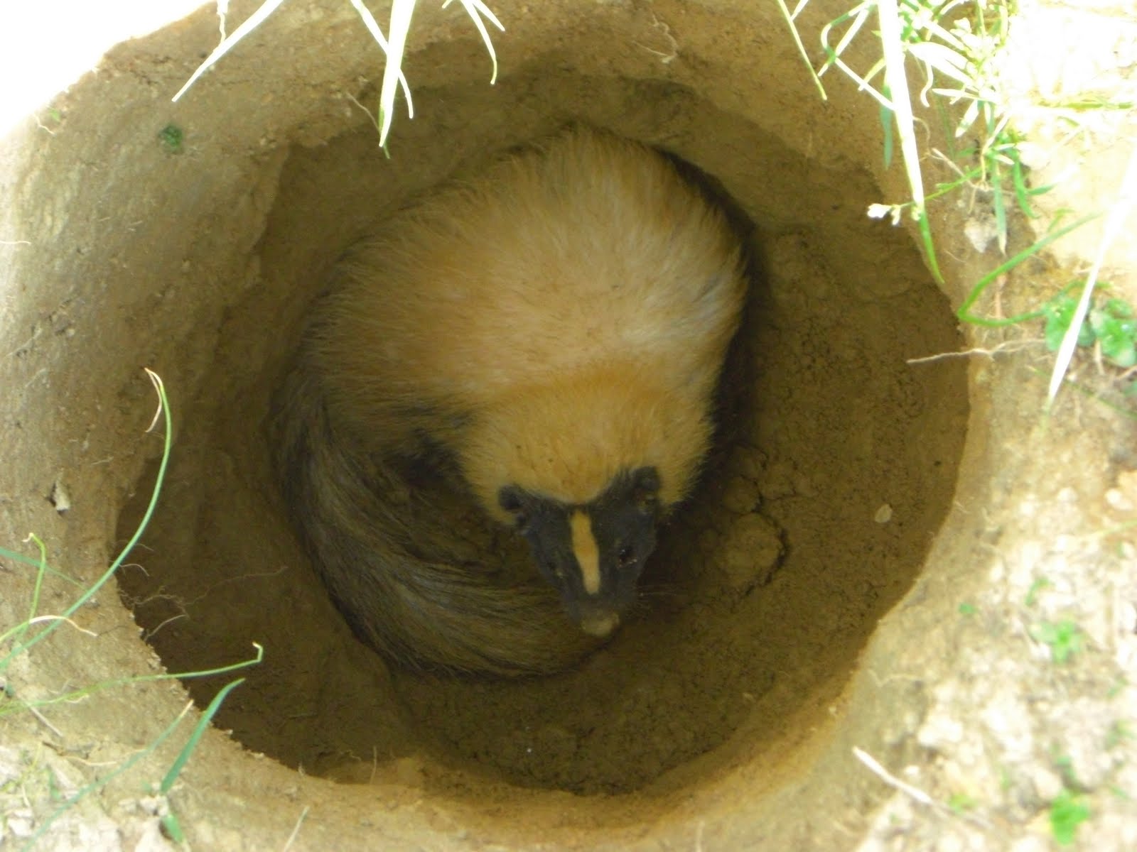 Dan Finnegan - Studio Pottery: (four blogs in a row for friday) 1/4