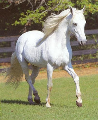 فرس برية لم يروضها فارس White+horse