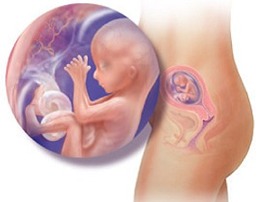 [16semaninhas]