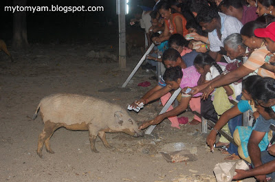 Lucky Wild Boars (Pigs) at Indian Temple in Taiping a new tourist attraction Wild+boars+%40+taiping_07
