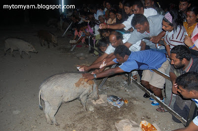 Lucky Wild Boars (Pigs) at Indian Temple in Taiping a new tourist attraction Wild+boars+%40+taiping_20