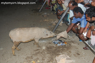 Lucky Wild Boars (Pigs) at Indian Temple in Taiping a new tourist attraction Wild+boars+%40+taiping_19