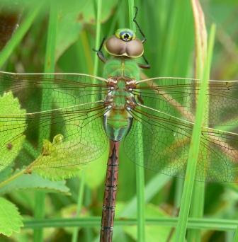 Dragonflies+of+michigan