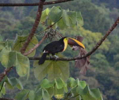 Toucans Predators