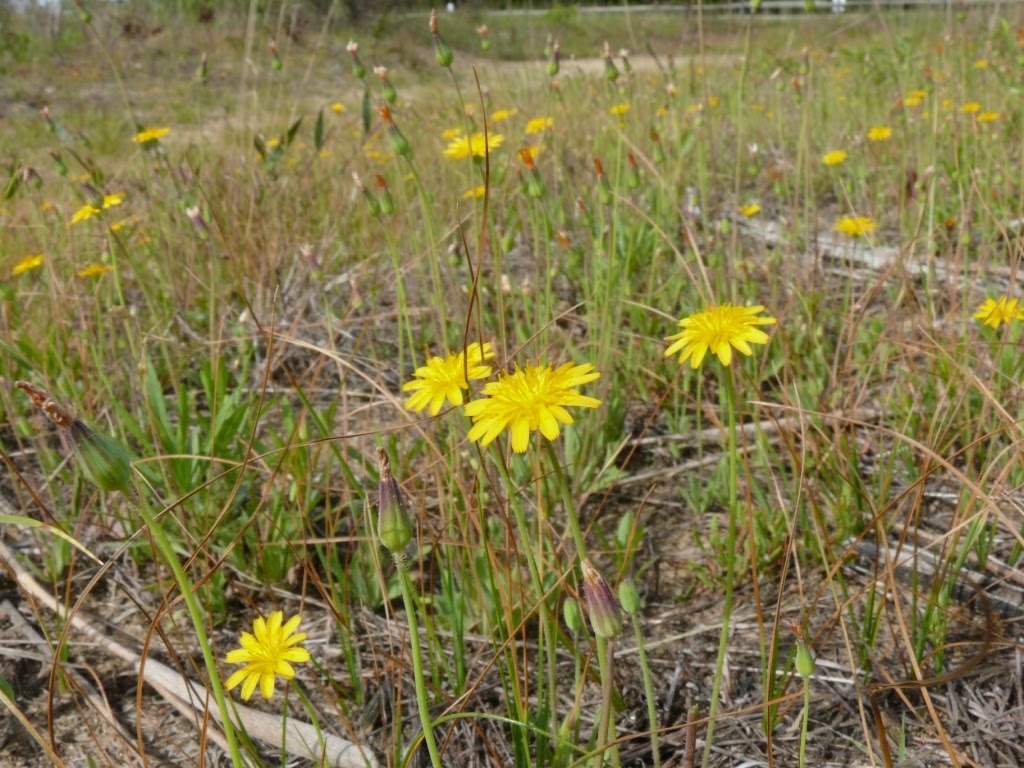 Ohio Birds and Biodiversity Macro and micro in the Oak Openings