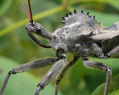 Ohio Birds And Biodiversity Wheel Bug Attacks Kills