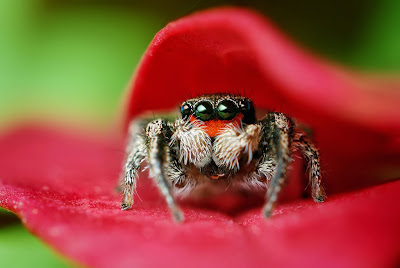 The Bold Jumping Spider Looks And Acts The Part