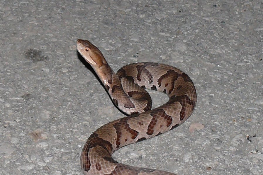 Ohio Birds and Biodiversity Northern Copperhead