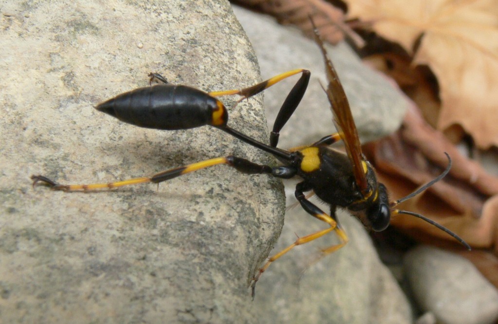 Ohio Birds And Biodiversity Black And Yellow Mud Dauber