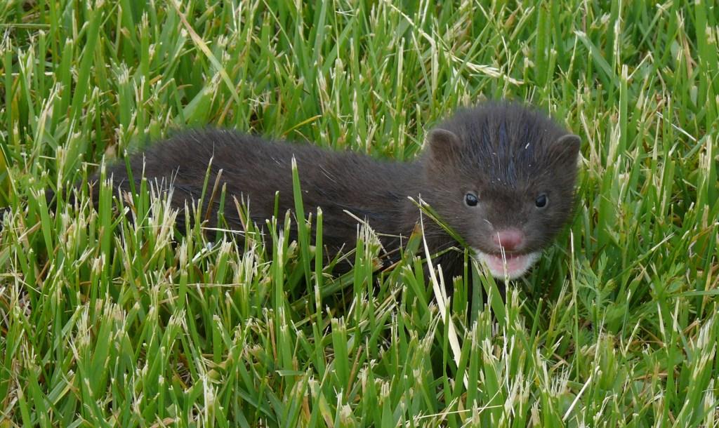 Ohio Birds and Biodiversity Aquivole