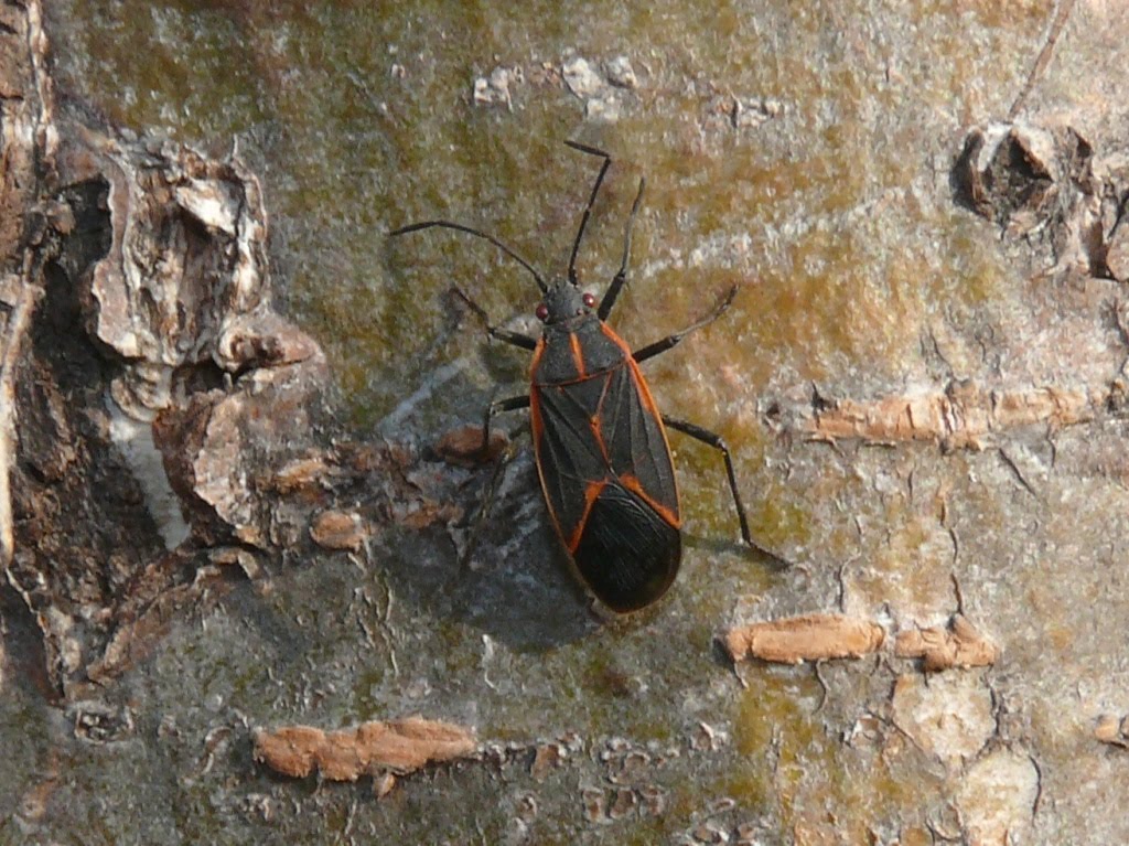 Ohio Birds and Biodiversity Boxelder Bug