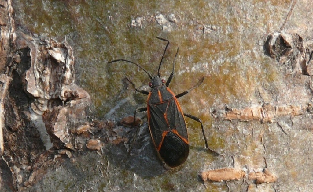 Ohio Birds and Biodiversity Boxelder Bug