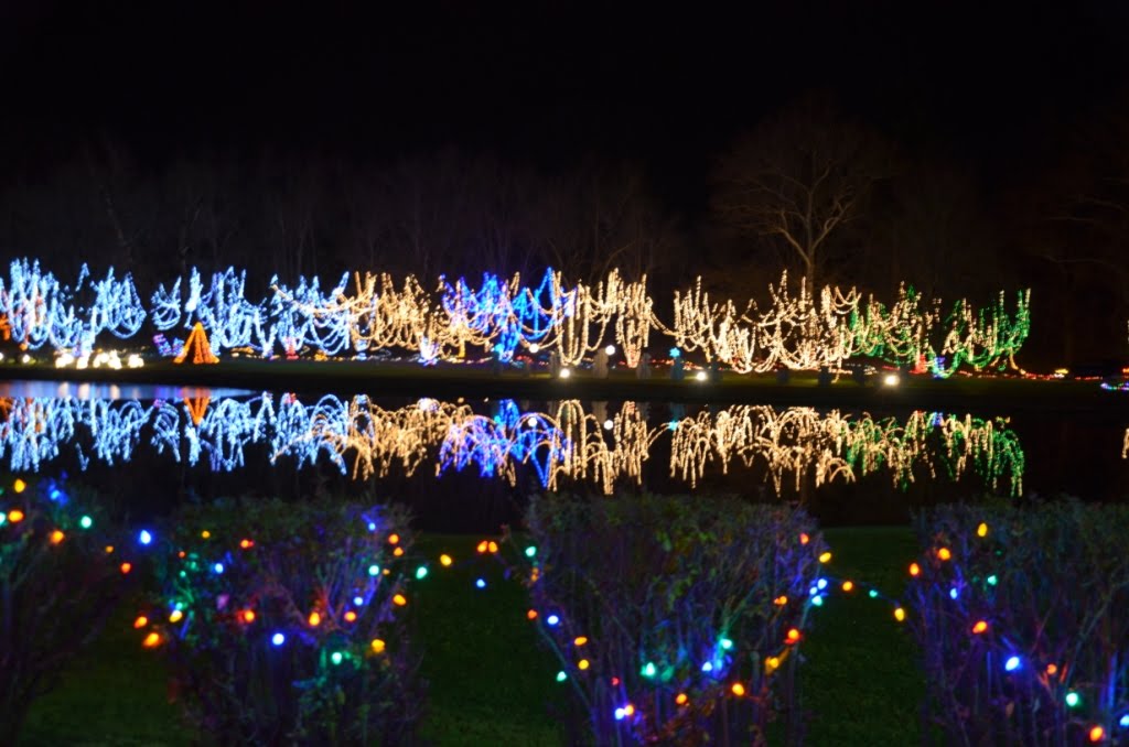 Ohio Birds and Biodiversity Shorteared Owls