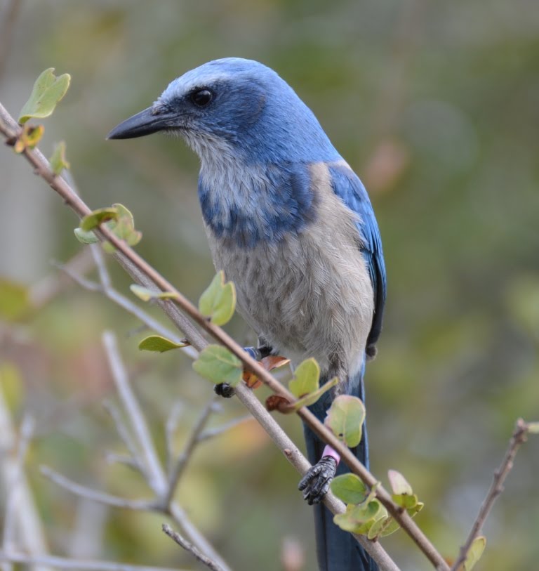 Florida ScrubJay