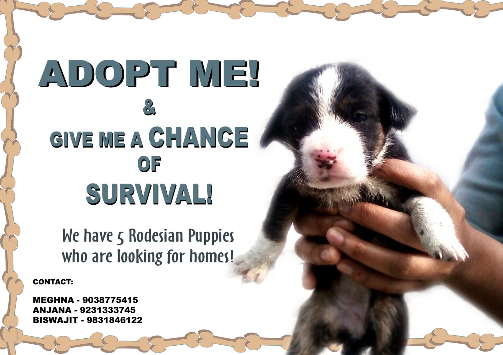 Furballs Inc. Adopt a Puppy, Kolkata; Need Home For Pups