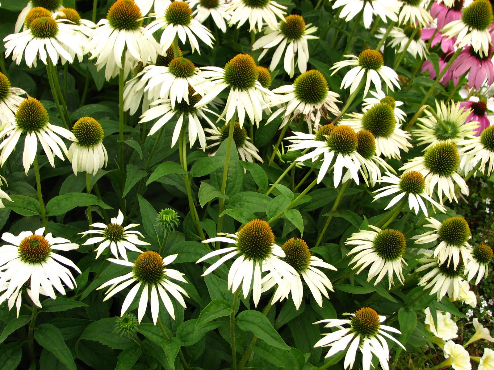 Morticia's Rabbit Hole Herbal Tuesdays!! This Week Echinacea