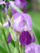 Single Iris