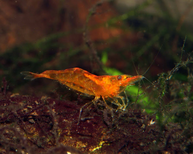 Amano shrimp: Caridina multidentata var. orange