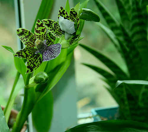 [Orchids4.jpg]