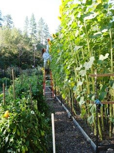 giant tall sunflower garden