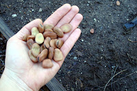 fava beans as green manure