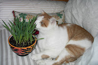 organic cat grass