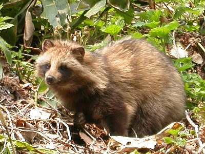 Tanuki racoon dog http://4.bp.blogspot.com/_AkHeUaEva5k/R6WAgh4Ol4I/AAAAAAAAEsM/vpUTjZu93Y4/s400/tanuk%2B666i.jpg