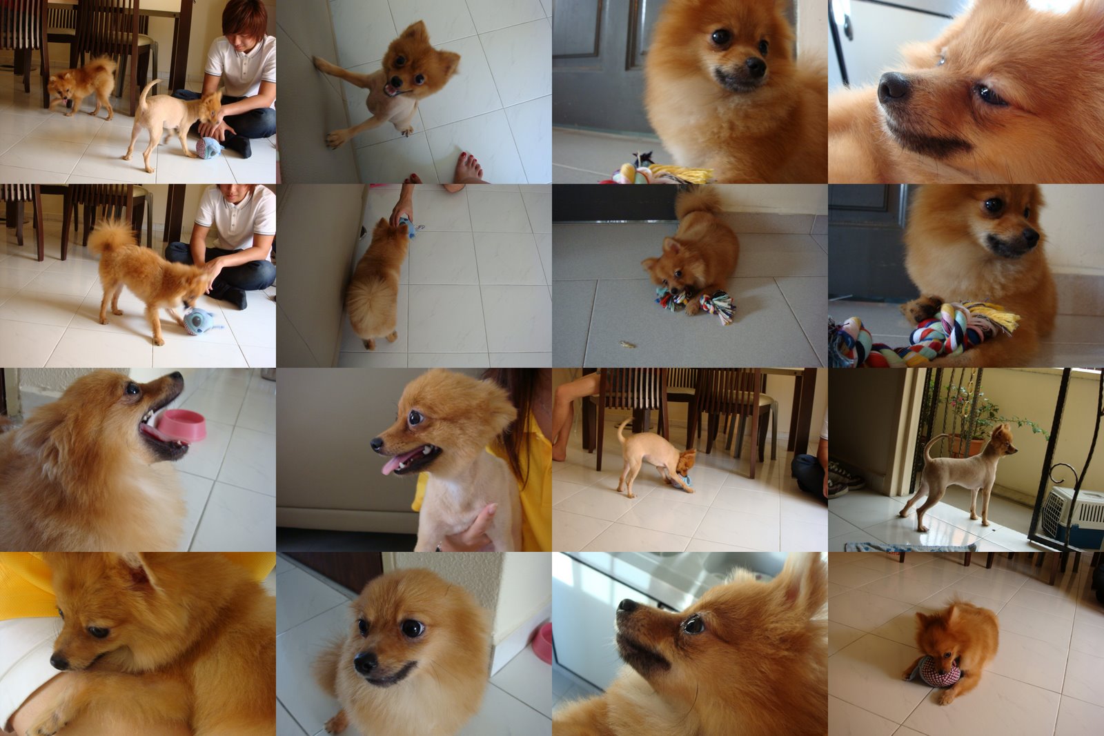 [Doggies.jpg]
