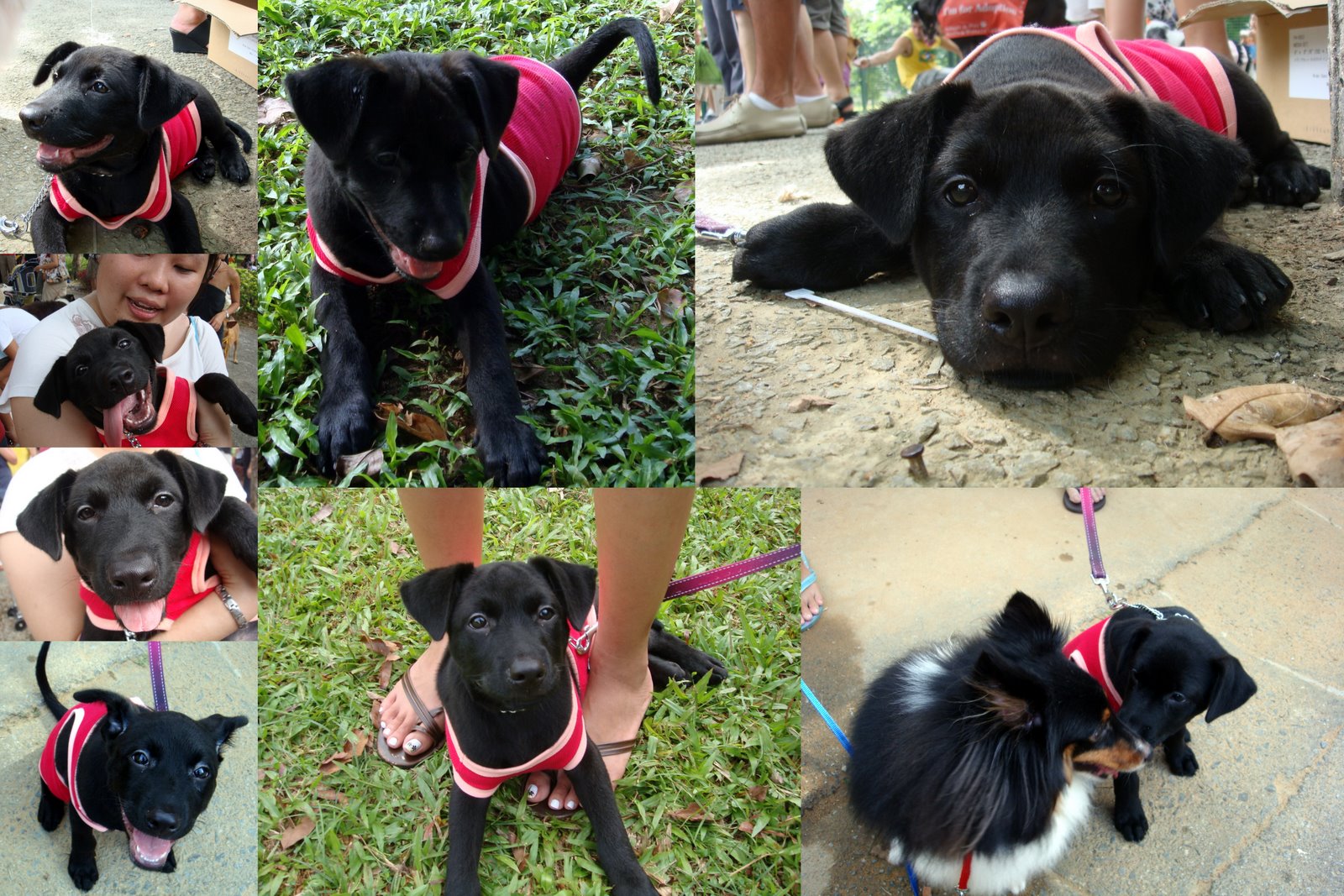 [DogWalk2009+Onyx.jpg]