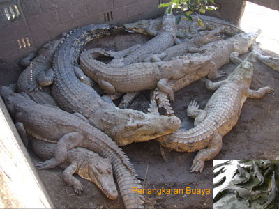 http://4.bp.blogspot.com/_AkcUTtOueeQ/SbieBvvXakI/AAAAAAAAAb4/EJekVpKYj6k/s400/penangkaranBuaya.jpg