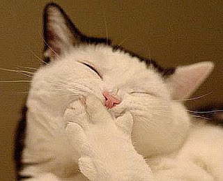 2bfdb8c8-karateci-kedi.jpg