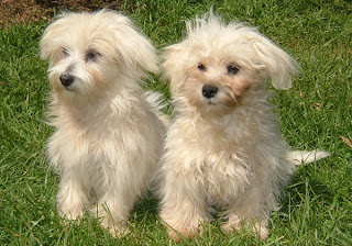 Two Maltese puppies sitting in garden sexy photo