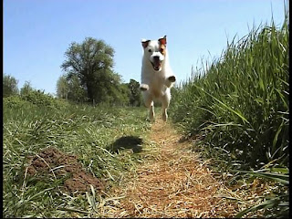 Jack Russell Terrier jumping for long jump in fields photo